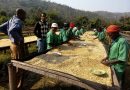 Ibibazo by’ingutu muri Muhondo Coffee Company Ltd, abakozi bararira ayo kwarika.