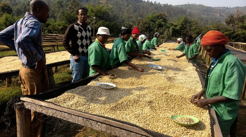 Ibibazo by’ingutu muri Muhondo Coffee Company Ltd, abakozi bararira ayo kwarika.