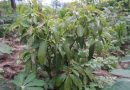 Gutera ibiti byo guhangana n’imihindagurikire y’ikirere