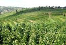 Green Gicumbi ikomeje guhindura ubuzima bw’abaturage