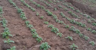 Bamwe mu bahinzi barasaba Minisiteri y’Ubuhinzi n’Ubworozi (MINAGRI) guhagurikira gushaka uko ikibazo cy’imbuto nziza y’ibirayi cyakemuka Bamwe mu bahinzi barasaba Minisiteri y’Ubuhinzi n’Ubworozi (MINAGRI) guhagurikira gushaka uko ikibazo cy’imbuto nziza y’ibirayi cyakemuka