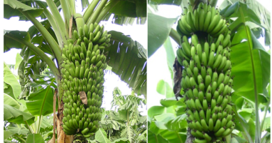 Hakenewe  insina za kijyambere zivamo urwagwa