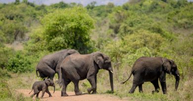 Uko inzovu zageze muri pariki y’Akagera