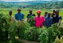 Abaturage barakangurirwa  kongera umusaruro w’igihingwa cy’ibijumba no guhangana n’ibura ry’ibiribwa.