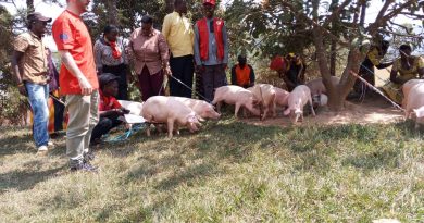 Muhanga :Croix Rouge y’u Rwanda yatanze ingurube mu Murenge wa Rugendabari Muhanga :Croix Rouge y’u Rwanda yatanze ingurube mu Murenge wa Rugendabari