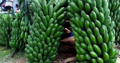 Guca kwenga inzoga zitemewe byatangiye guhombya abahinzi b’urutoki Guca kwenga inzoga zitemewe byatangiye guhombya abahinzi b’urutoki