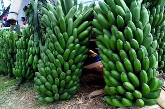 Guca kwenga inzoga zitemewe byatangiye guhombya abahinzi b’urutoki
