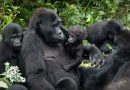 Dutemberane muri Pariki y’Ibirunga iwabo w’ingagi n’ibyiza nyaburanga bikurura ba mukerarugendo.